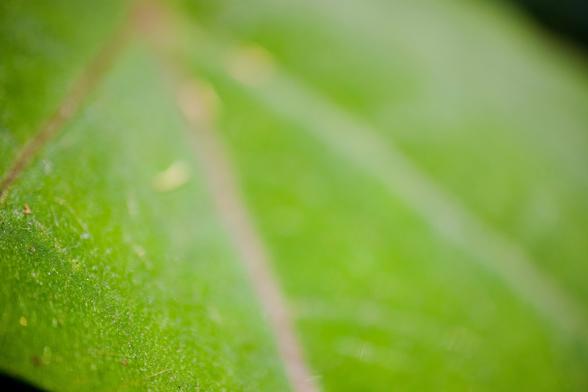 A close up macro photograph of details of a leaf taken at the Adelaide Botanic Garden on a sunny spring day. The leaf is green with some red and some white veins and covered in short coarse hairs. The is quite a lot of tiny debris on the surface of the leaf. There is a very shallow depth of field so not all of the leaf is sharply in focus.