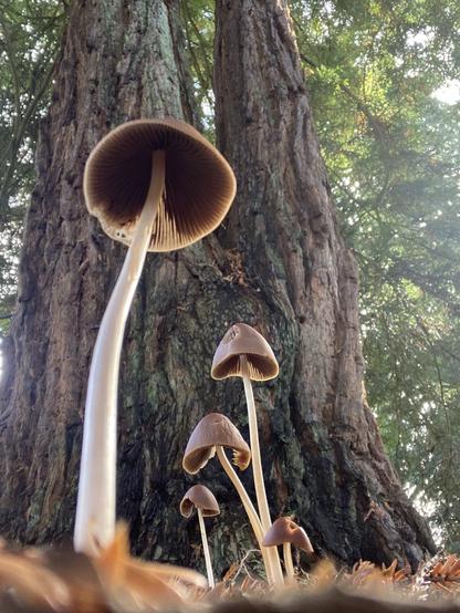 Taken from the ground, a photo of mushrooms from below with a tall tree in the background.