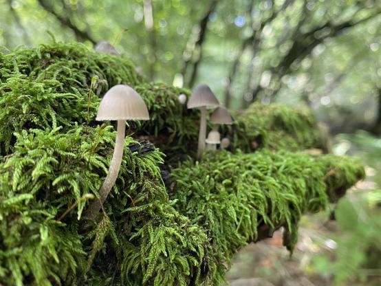 Tiny mushrooms growing in moss on a branch