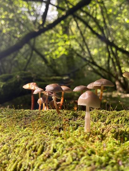 Tiny brown mushrooms growing on moss with the sunlight making it all feel golden