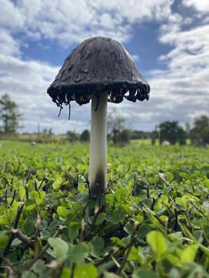 A closeup of a single black mushroom on a tall stem, growing alone in clover, against a cloudy blue sky.