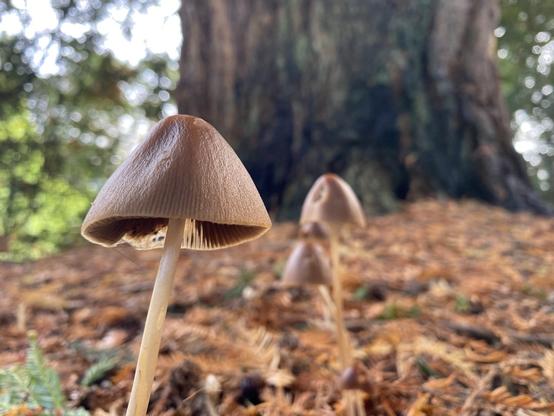 Two small brown mushrooms closeup with a big tree trunk in the background