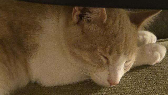 Close up of a sleeping cat's face.