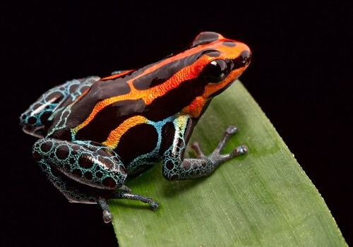 A poisonous frog with bright orange stripes, illustrating aposematism.  From https://myanimals.com/animals/wild-animals-animals/what-is-aposematism-in-animals/