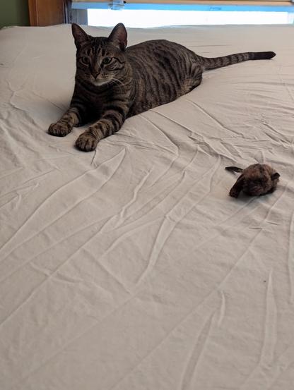 A young tabby cat sits in Sphinx pose on top of a bed in the process of being made. Beside her is a shockingly realistic (from a distance) mouse toy.