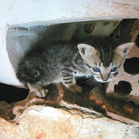 A small tabby kitten, predominantly grey and black with faint stripes, is perched in a worn masonry laundry tank. The kitten has bright blue eyes, indicating its young age—around three weeks old. It looks curiously towards the camera. The environment is rustic, with rough and cracked cement surfaces, some visible broken bricks, and an old concrete laundry basin above the kitten, giving the impression of a tucked-away hiding spot.

[pt-BR] Um pequeno gatinho rajado, predominantemente cinza e preto com listras suaves, está posicionado em um antigo tanque de alvenaria. O gatinho tem olhos azuis brilhantes, indicando sua juventude — cerca de três semanas de vida. Ele olha curioso para a câmera. O ambiente é rústico, com superfícies de cimento desgastadas e rachadas, alguns tijolos quebrados visíveis, e uma antiga bacia de concreto para lavar roupas acima do gatinho, dando a impressão de um esconderijo.