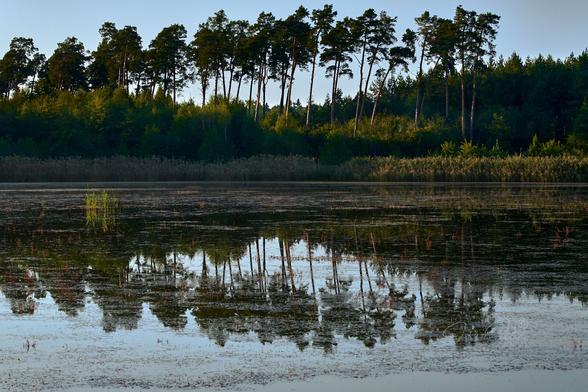 A pond in the middle of the forest in the late afternoon. The upper half of the frame shows a young forest with older, tall pine trees growing out of it. The lower part of the forest remains in shadow. Only a few trees are illuminated by the rays of the setting sun. The dark silhouettes of tall pines, contrast with the cloudless gray afternoon sky. The lower half of the frame is the water of the pond, in which the forest and sky are reflected. On the left, a small clump of reeds rises from the water, lightly illuminated by the setting sun. The fuzzy forest reflected in the water, mixed with colorful aquatic plants, creates a beautiful picture in warm colors.
