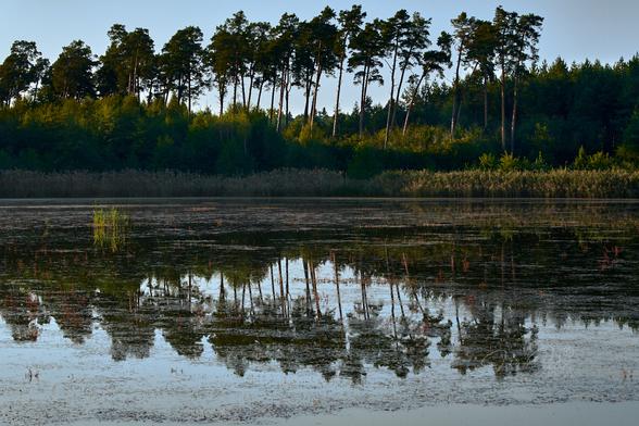 A pond in the middle of the forest in the late afternoon. The upper half of the frame shows a young forest with older, tall pine trees growing out of it. The lower part of the forest remains in shadow. Only a few trees are illuminated by the rays of the setting sun. The dark silhouettes of tall pines, contrast with the cloudless gray afternoon sky. The lower half of the frame is the water of the pond, in which the forest and sky are reflected. On the left, a small clump of reeds rises from the water, lightly illuminated by the setting sun. The fuzzy forest reflected in the water, mixed with colorful aquatic plants, creates a beautiful picture in warm colors.