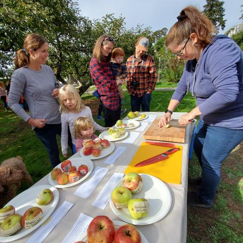 Heritage apples tasting table with volunteer & guests