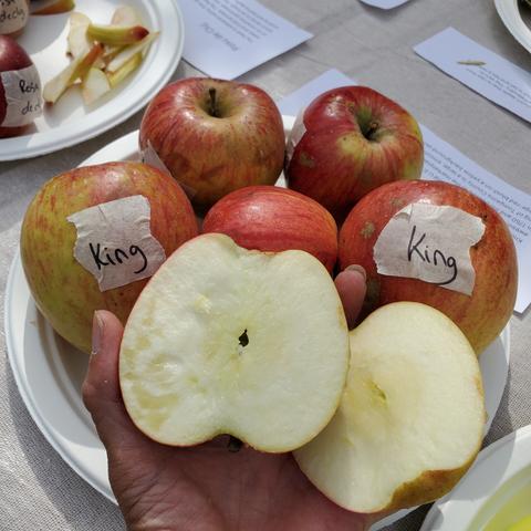 My left hand holding up two halves of a King heritage apple. 5 more whole King apples are on paper plate, on tasting table.