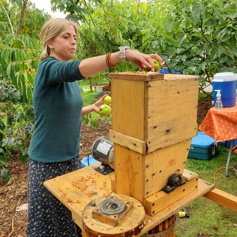 Julia, feeding apples into wooden fruit presser machine.