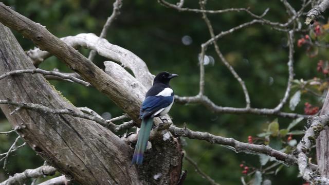 A magpie perched on a branch, facing towards the right. It has a black head, white and blue body, and long green and purple tail. Very majestic.
