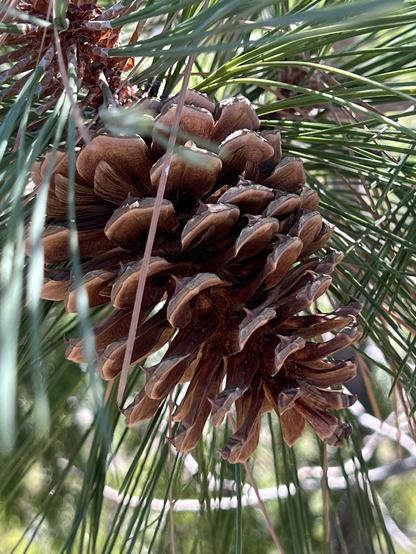 A close-up view of a pine cone (likely Jeffrey pine) from the Horse Mountain Botanical Area, taken today while doing a bit of public lands cleanup on National Public Lands Day. The cone dominates the photo with needles and sky behind.