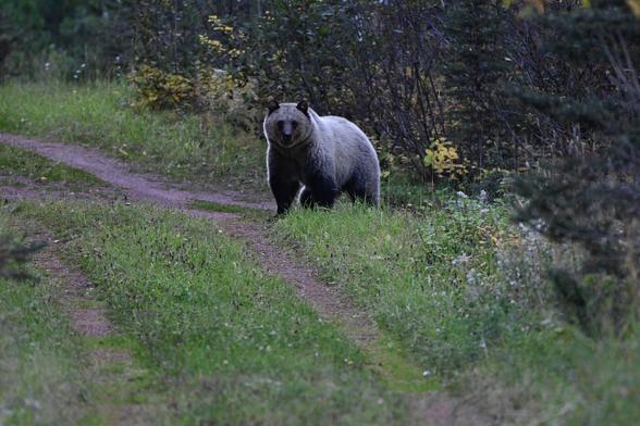 Bear staring at the camera from a distance.