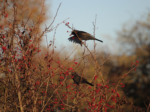 A photo titled "2 Blackbirds", taken near Hassall Green Winding Hole by Wildlife Terry on Flickr.