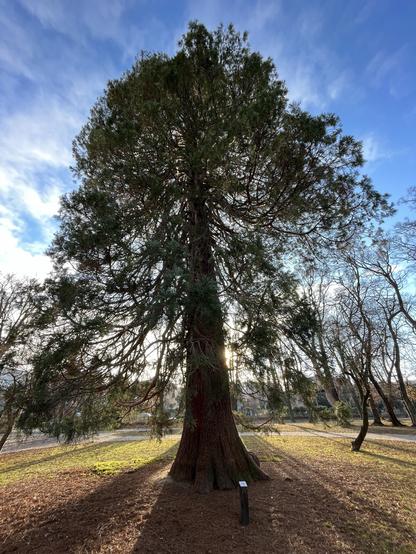 A tall tree against bright blue sky with late afternoon sunlight filtering through the branches.