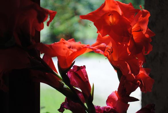 two stems of bright red gladiola flowers in front of a window. the background seen through the window is various shades of out of focus green and light grey, and to the left and right of the flowers the image is framed by large strips of dark where the wall and the window frame are