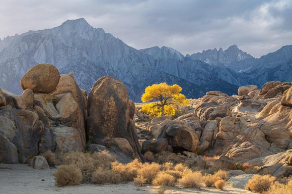 “Who says there isn’t gold in these hills?” A dramatic landscape featuring large boulders in the foreground and a bright yellow tree standing alone amidst rocky terrain. In the background, rugged mountains are partially shrouded in clouds, creating a striking contrast between the warm colors of the tree and the cooler.