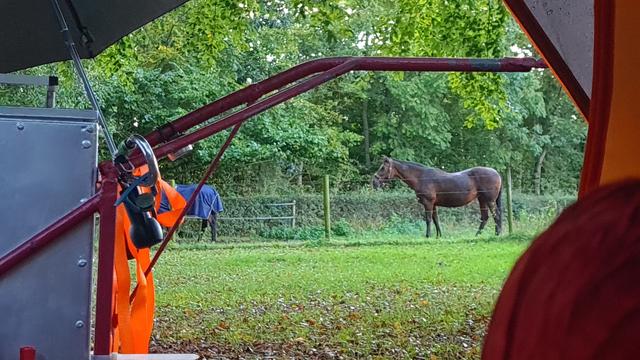 We are looking out of my my popup tent, out past the cart, at a black horse. The horse is curious and came to look inside the tent.