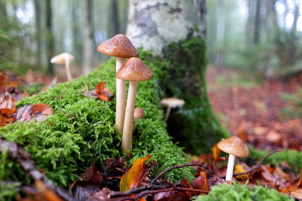The most photogenic part of a Gymnopus dryophilus mushroom fairy ring. Central to the photo are two young specimens sprouting out of a moss at the base of a birch tree, surrounded by several other members of the same species of fungi.