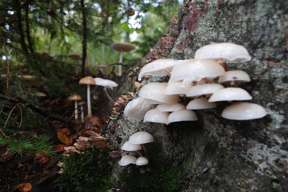 A photo of the base of an old beech tree that's covered in several species of fungi. Central and in focus are porcelain fungus mushrooms (Oudemansiella mucida). Other mushrooms on the photo include slender button cap mushrooms Gymnopus dryophilus surrounding the tree and some hairy bracket mushrooms (Trametes hirsuta) claimed the left wing of the tree trunk as their dominion, too.