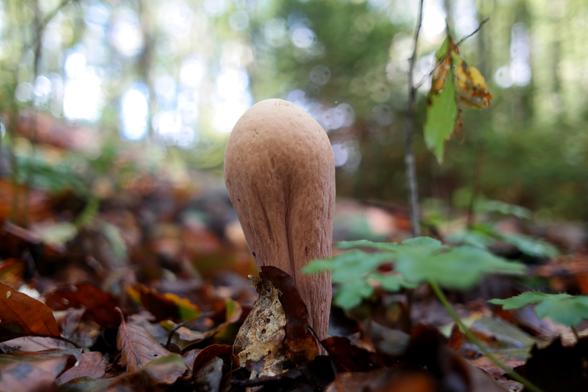 A single common club coral (Clavariadelphus pistillaris) mushroom growing in predominately deciduous forest. They're allegedly rare but I've seen them all over the place also in larger numbers.