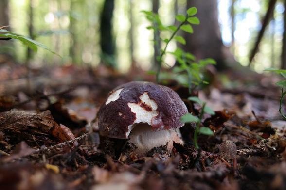 A single young pinewood king bolete mushroom (Boletus pinophilus) growing next to a small blueberry plant in a predominately deciduous forest. These are choice edible mushrooms of excellent taste and texture and can be used in all kinds of dishes and preserve well for later use, too.