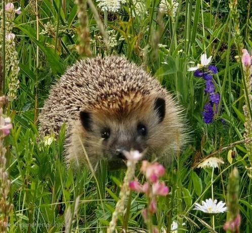 Ein Igel auf einer Wiese mit Wildblumen. (KI-generiertes Bild).
