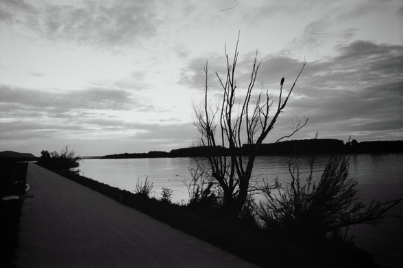 This black-and-white photograph depicts a quiet riverside scene captured in the dim light of dusk or dawn. On the left, a road runs alongside the river, gradually fading into the distance. Sparse, leafless trees stand near the water's edge, their silhouettes outlined against the sky, with one tree prominently featuring a lone bird perched on a bare branch. The water reflects the clouds above, while the overall mood is serene and contemplative, evoking a sense of solitude.