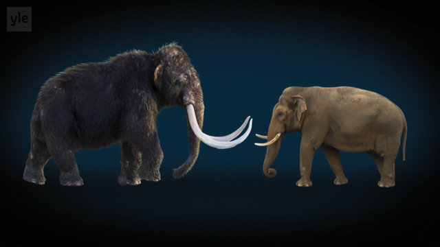 Kuvakaappaus dokkarisarjasta, jossa vastakkain villamammutti ja aasiannorsu. Villamammutti on aivan selvästi isompi.