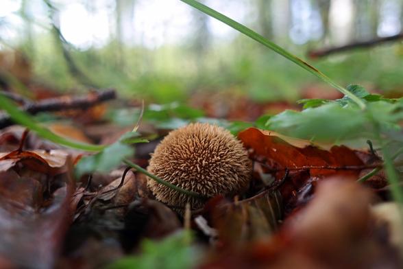 A single spiny puffball mushroom (Lycoperdon echinatum) growing in a predominately deciduous forest in old fallen leaves and surrounded by some green undergrowth.