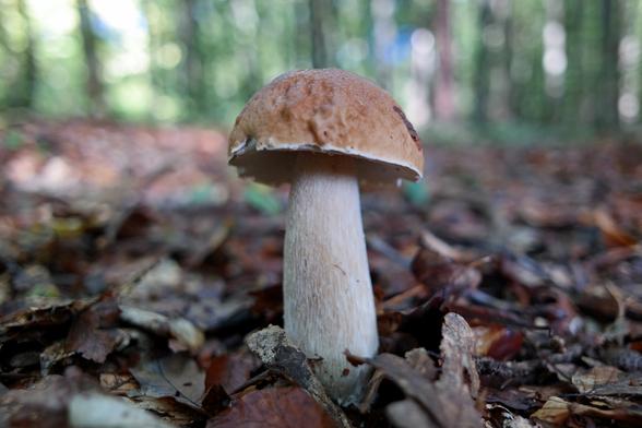 A single, relatively young specimen of a penny bun mushroom (Boletus edulis).