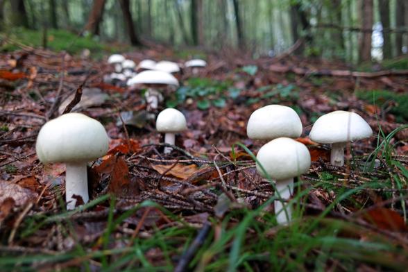 A group of mostly young specimens of horse mushrooms (Agaricus arvensis) growing in a fairy ring.