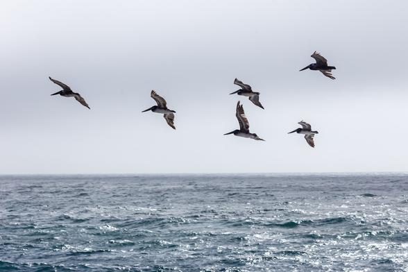 6 pelicans in flight over the ocean