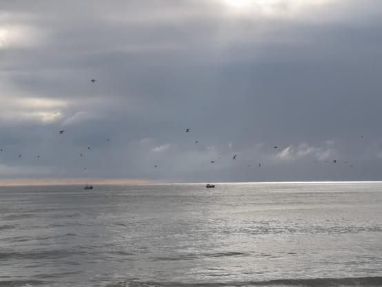 Früher Morgen an der Nordsee, ein paar Vögel fliegen durchs Bild, das Meer ist glatt und die Sonne ist ein wenig zu sehen