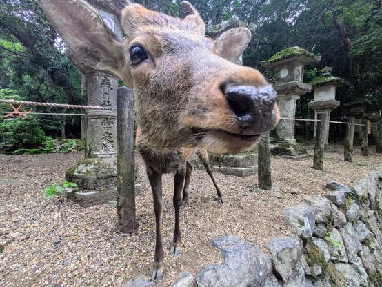 A close-up of a wild deer