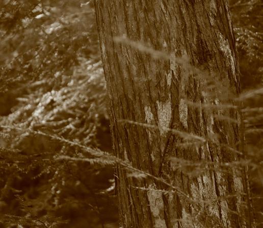 Light markings on tree bark resembles asemic writing.