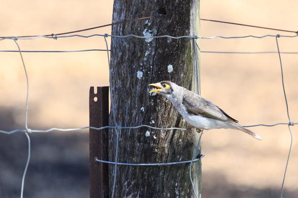 A Noisy Miner, living up to its name, calling from a fence to its mates.