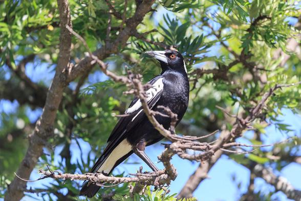 A handsome Australian Magpie (a large songbird in black and white with a pointy white beak).