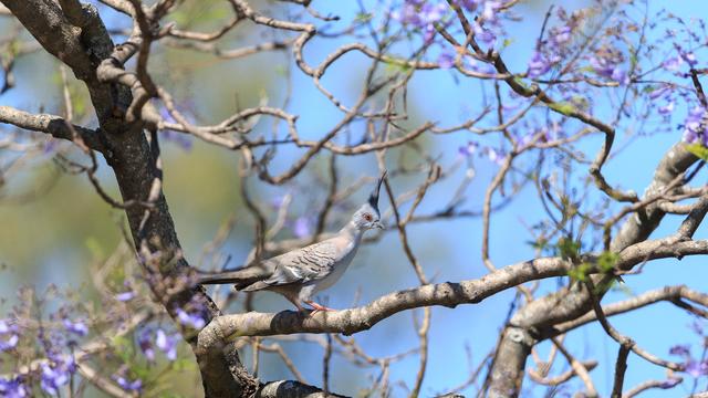A Crested Pigeon in a Jacaranda Tree. It has a prominent crest on its head, taller than its head is.