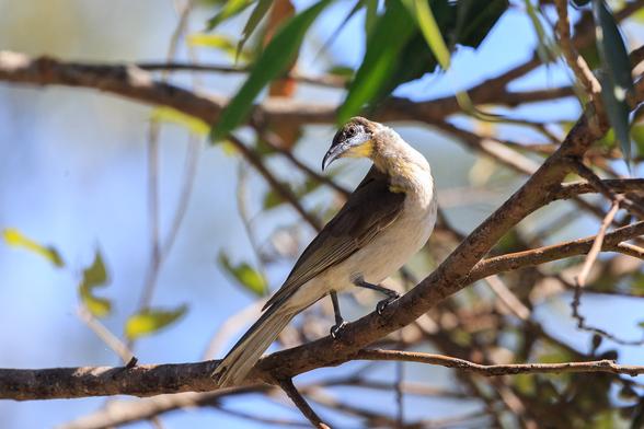The relatively pretty Little Friarbird. A mostly white and brown bird, but with a yellow chin, and blue skin patch on most of its face.