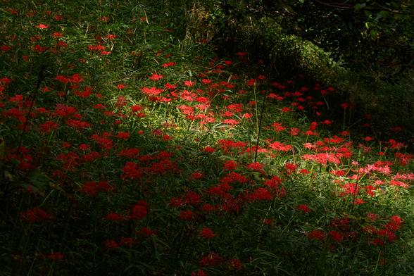 彼岸花さん満開です♪