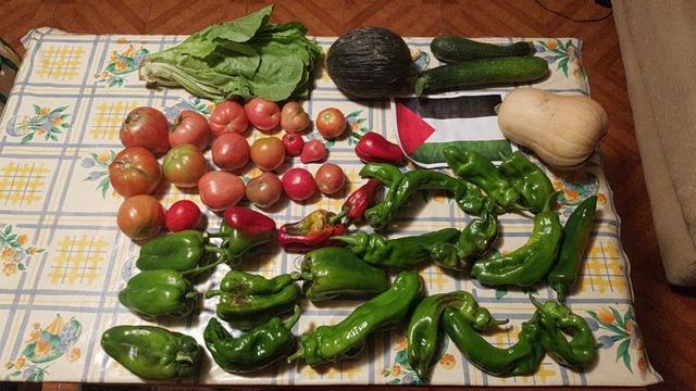 Contenido de la cesta de la semana sobre una mesa con hule.
En la parte inferior de la foto hay pimientos verdes y algunos rojos hacia el centro. Lindando con un grupo de tomates.
A la derecha hay una calabaza cacahuete. Encima unos calabacines verdes, un melón y una lechuga.
Y hacia el centro hay una bandera palestina.