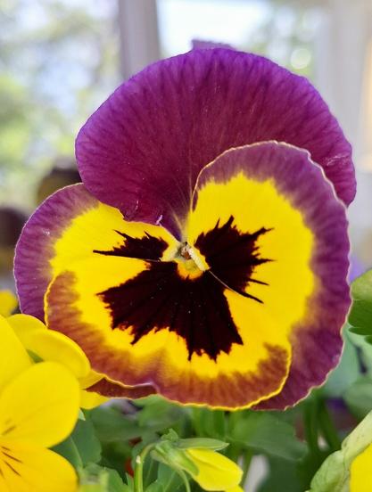 A close-up of a vibrant pansy flower with striking purple and yellow colors. The center of the flower has deep purple to black hues with a yellow pattern that resembles a face.