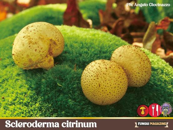 Scleroderma citrinum
