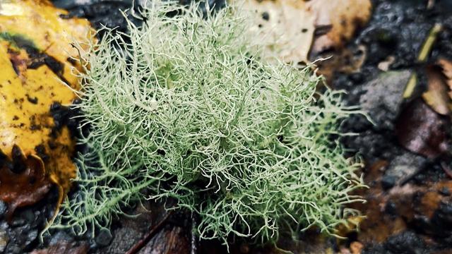 Bobbly lichen close-up