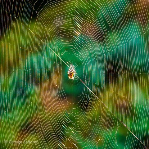 Photo of a large spider web.  The web is made up of concentric circles of white silk, with about 25 lines of silk radiating out from the center.  At the center is the spider.  The background is out of focus foliage that is  mostly bright  green.