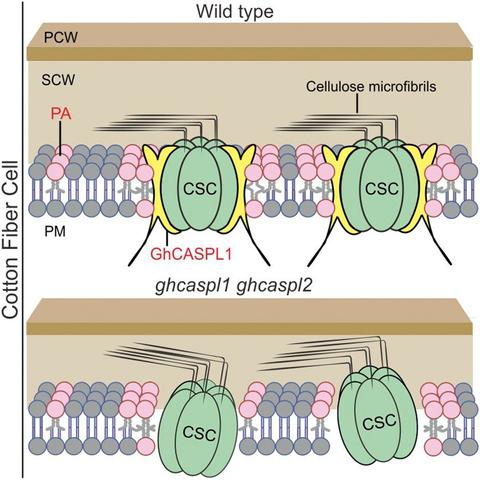 Cross section of the cell wall and plasma membrane of WT and ghcaspl1 ghcaspl2 cotton fiber cells to illustrate how the cellulose synthase complex–interacting factor CASPARIAN STRIP MEMBRANE DOMAIN-LIKE1 stabilizes the cellulose synthase complex on the plasma membrane, thus playing a crucial role in regulating secondary cell wall thickening in cotton fibers.