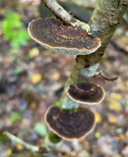 Three brown mushrooms growing on a tree branch, with a blurred forest background.
