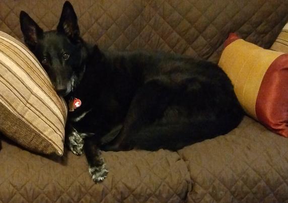 A 9 year old black German Shepherd mix dog is lying comfortably on a brown love seat.  Her head is resting on a large tan and brown striped pillow.